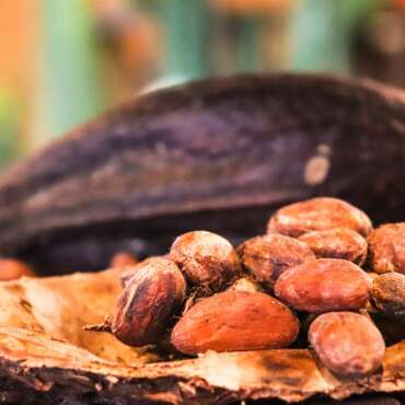 Cacao